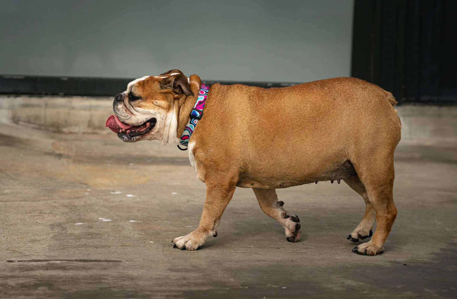 badass dog collar